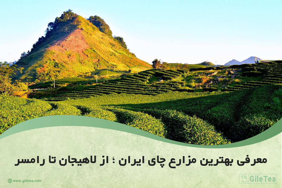 بهترین مزارع چای ایران از لاهیجان تا رامسر