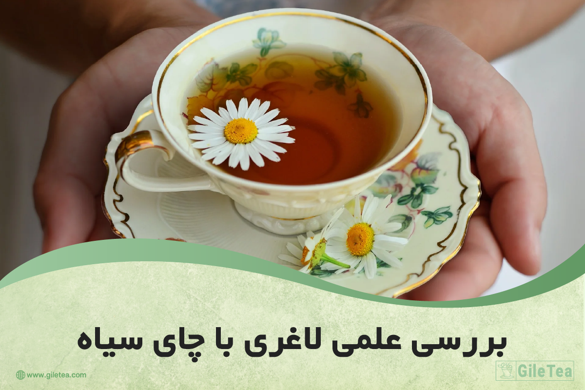 بررسی علمی لاغری با چای سیاه