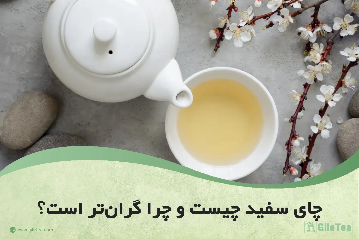 چای سفید چیست؟
