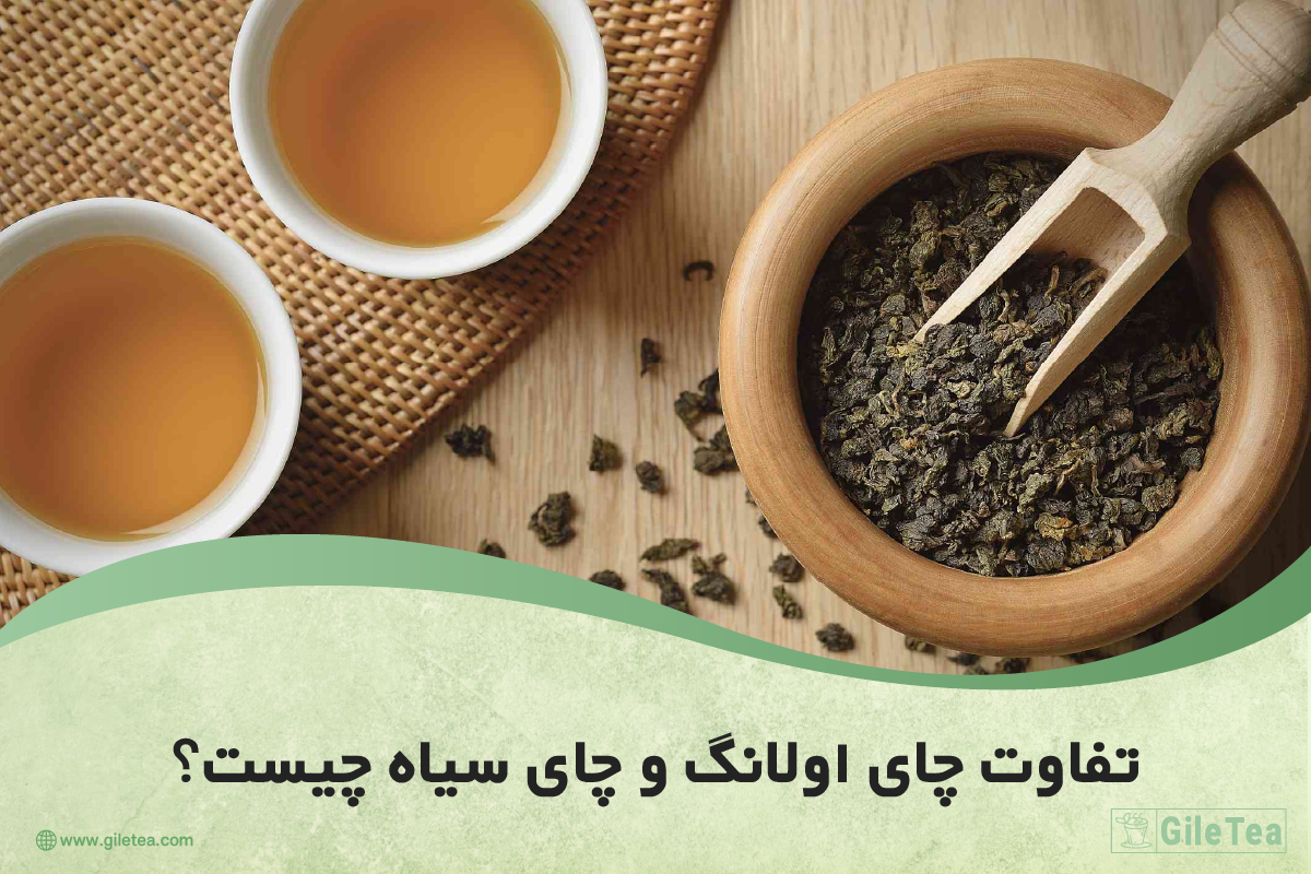 تفاوت چای اولانگ و چای سیاه چیست؟